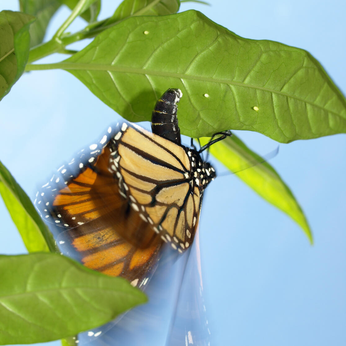 A monarch butterfly laying an egg on tropical milkweed