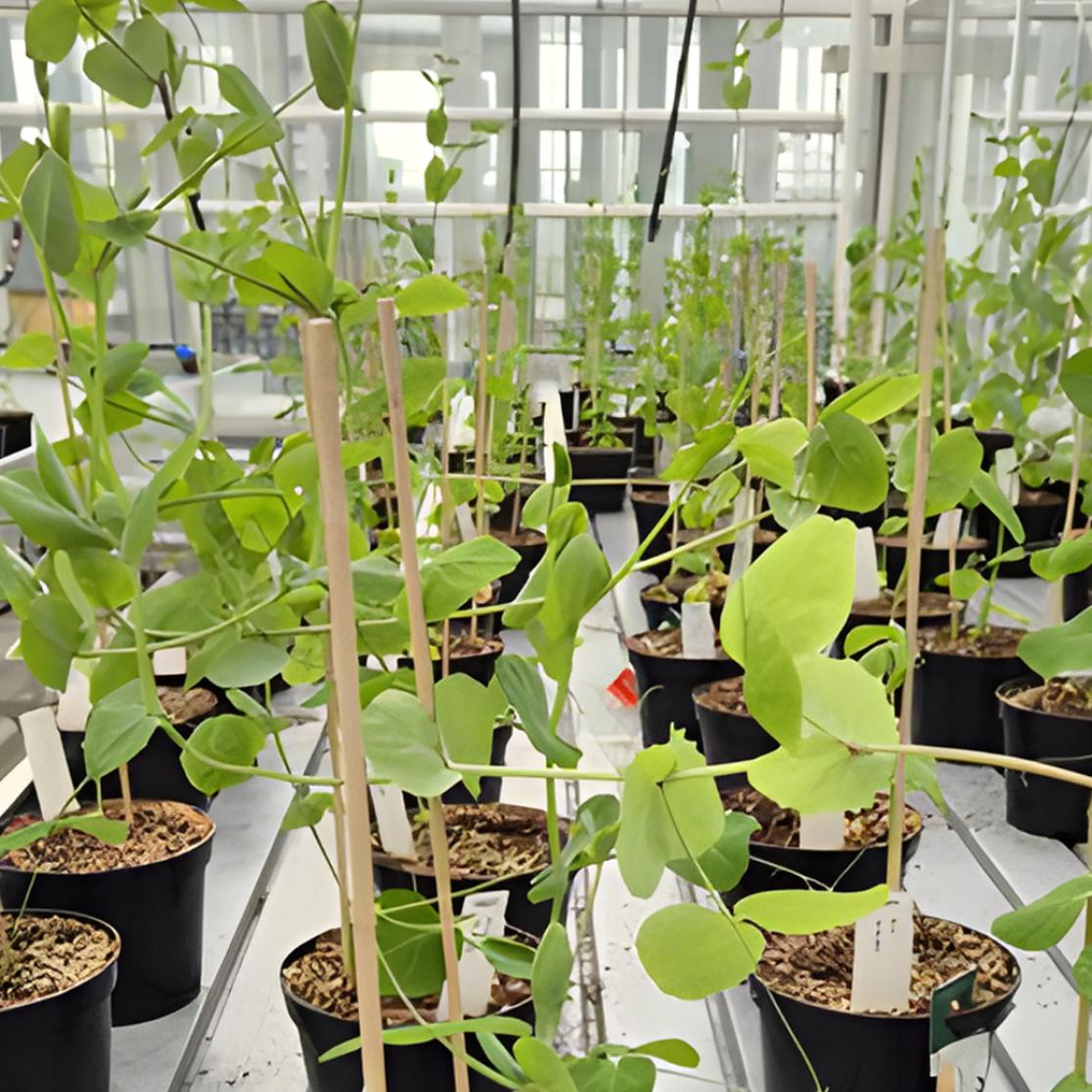 Plants in a greenhouse