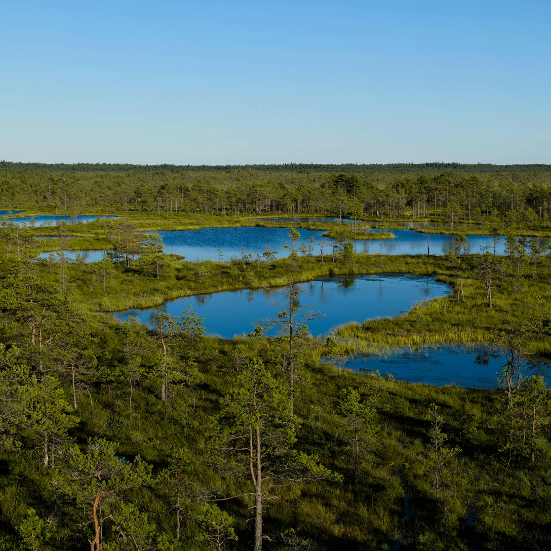 Aerial view of foresty lake area