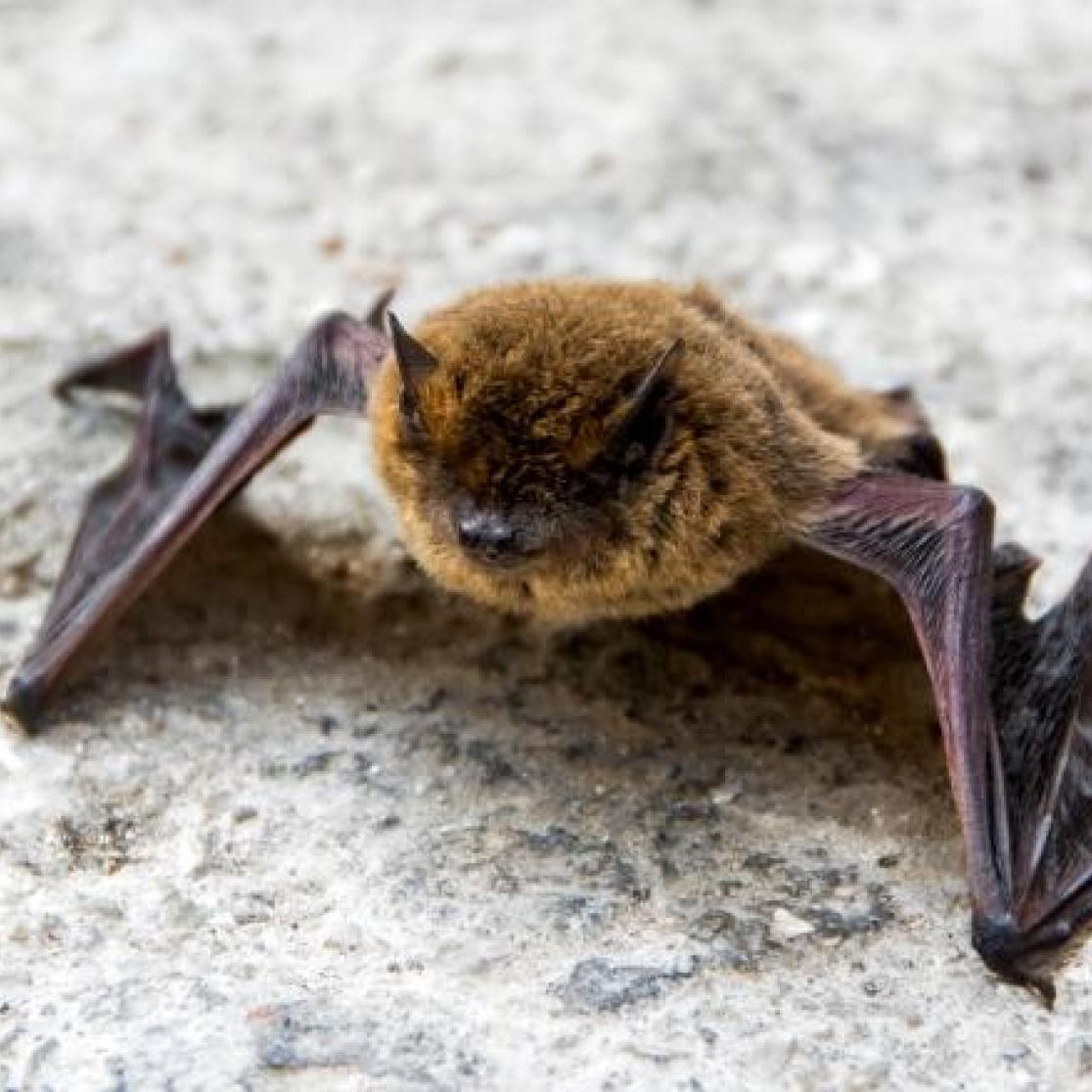 Pipistrelle bat