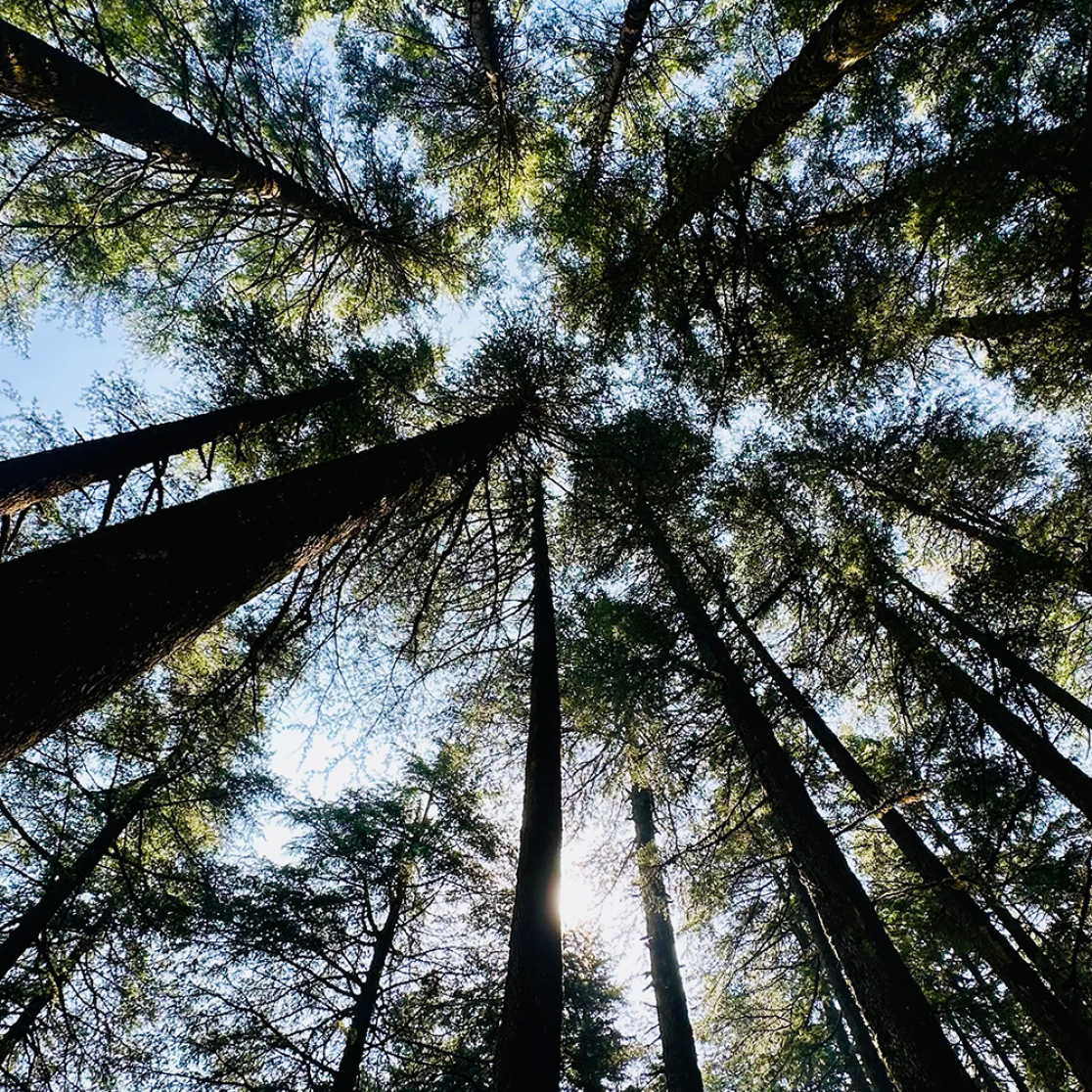 Treetops