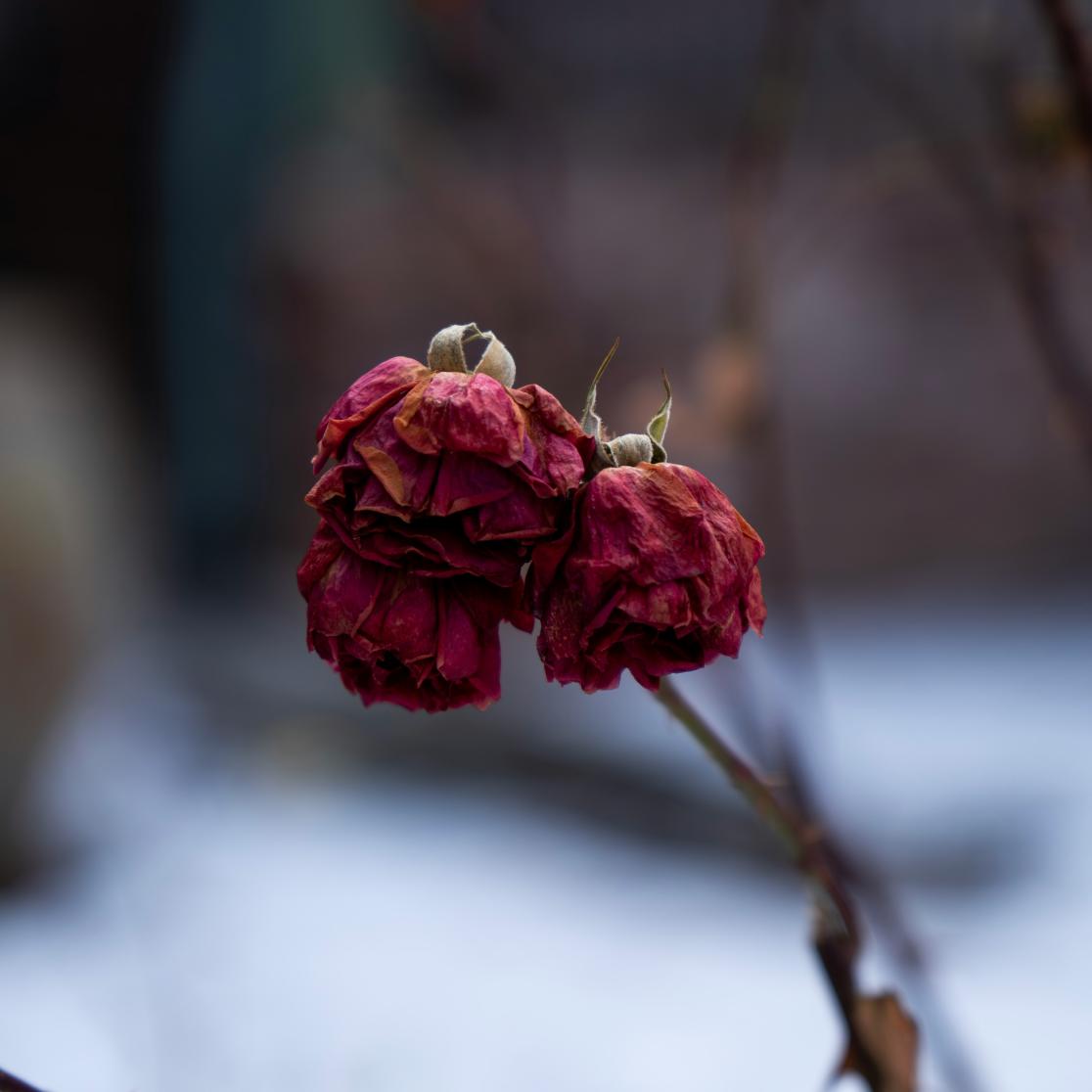 Wilted rose
