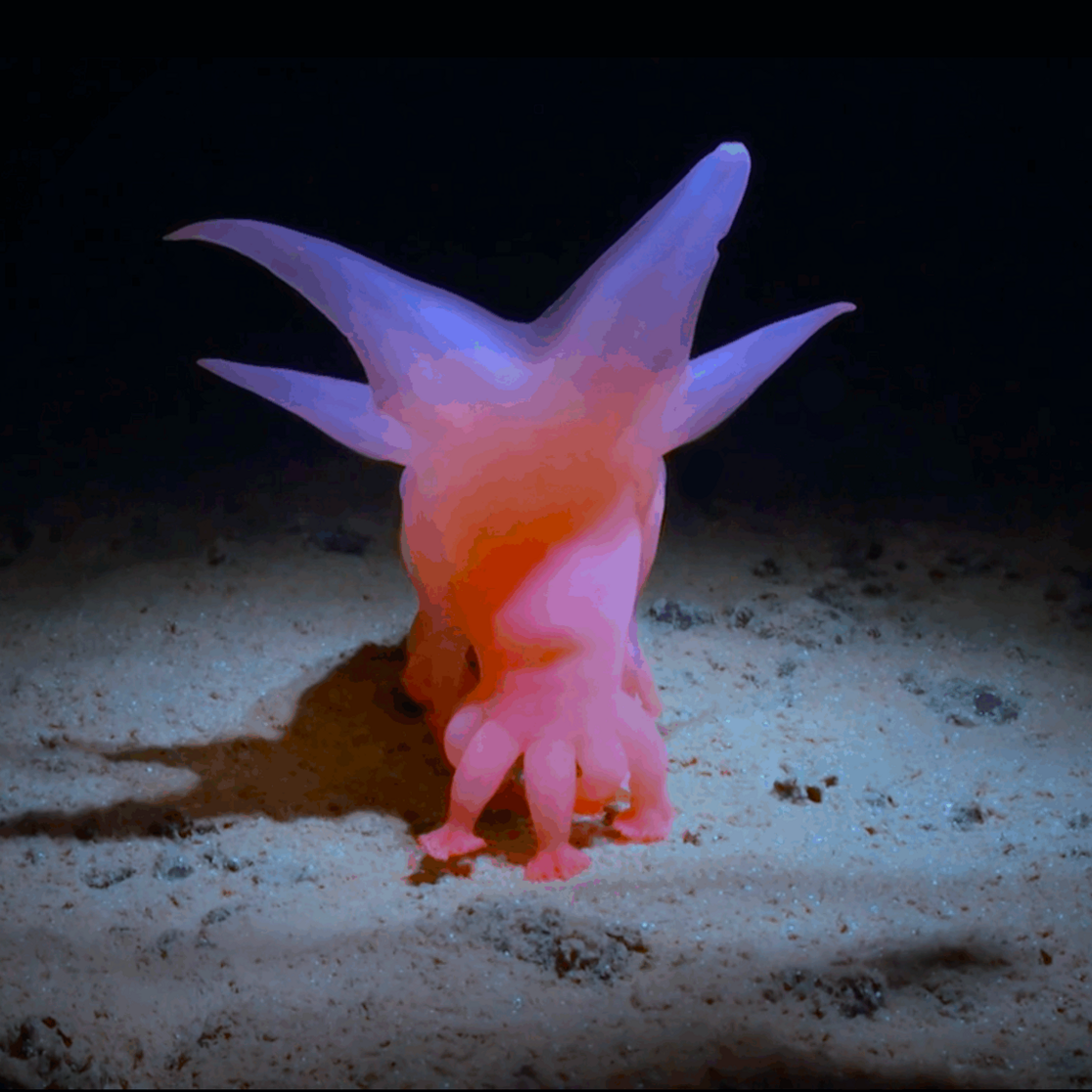 Deep sea creature