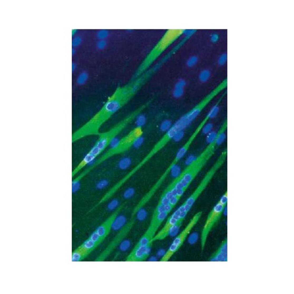 Cell