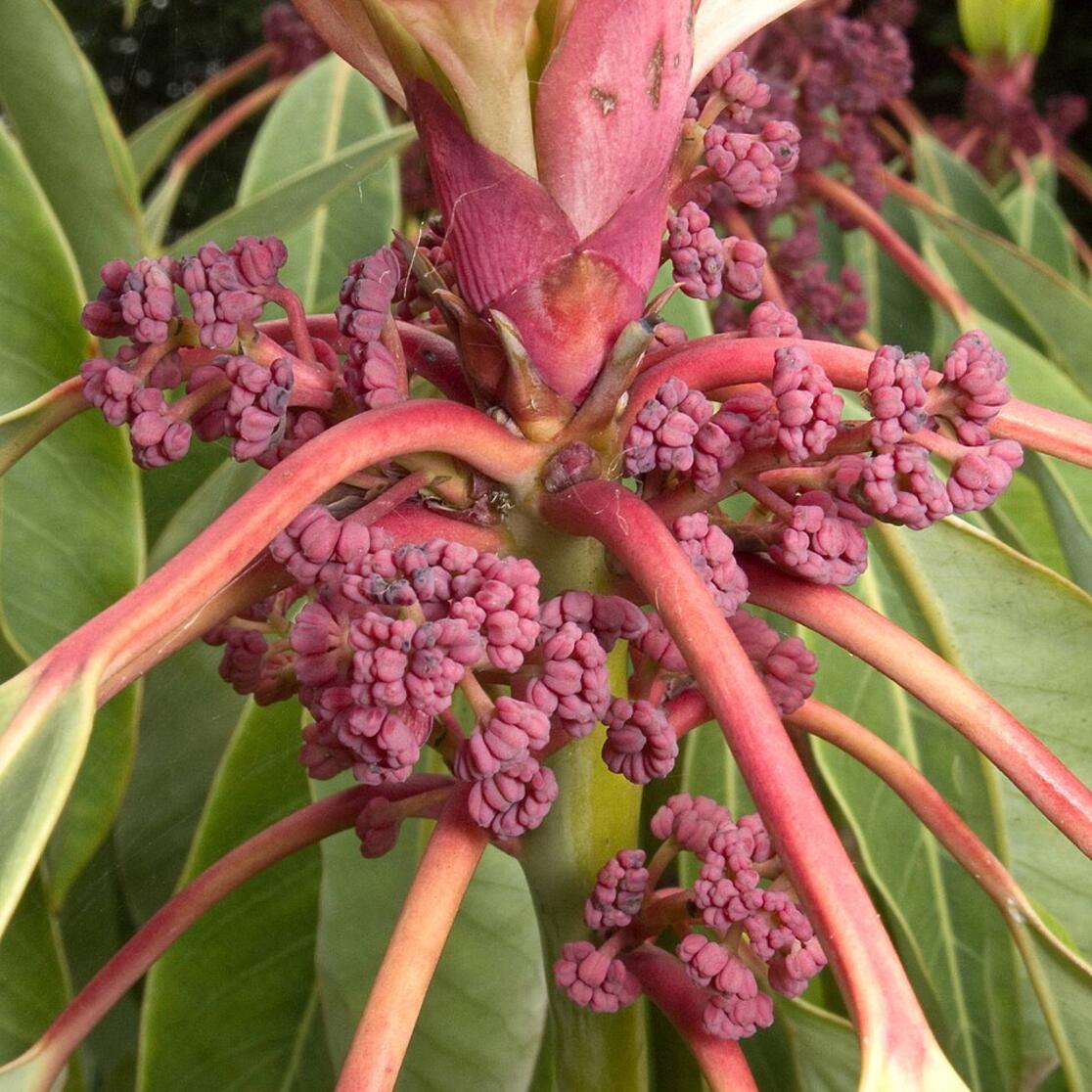 Bloeiende Daphniphyllum macropodum