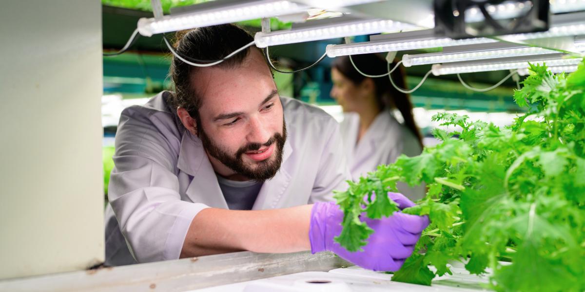 A researcher in a laboratory inspecting a plant