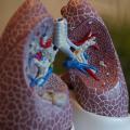 Model of lungs