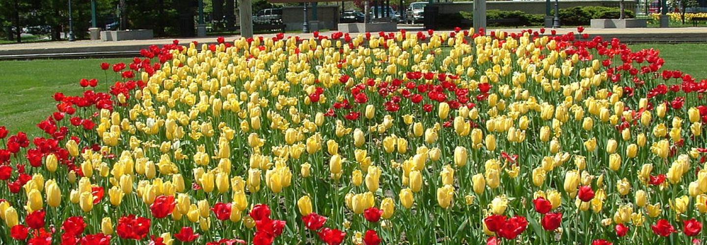 Kiesrecht Nederlanders_tulips