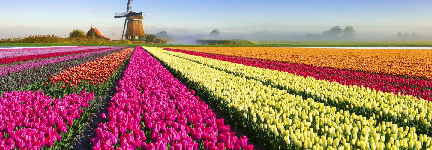 Dutch tulips windmill