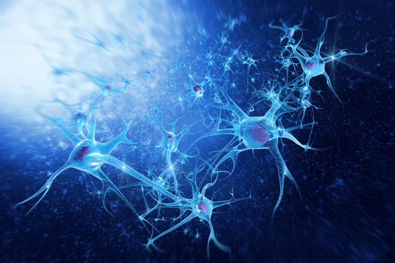 Neurons