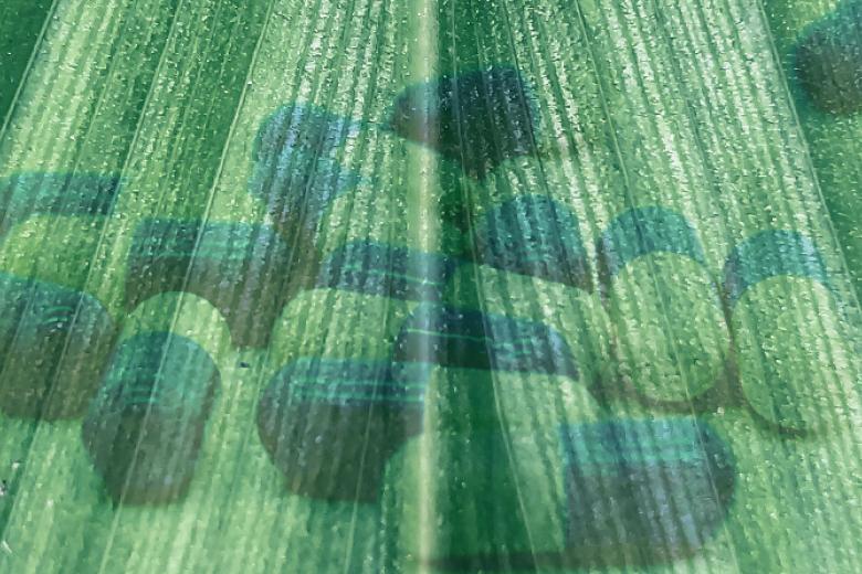 Biobased materials for medicine