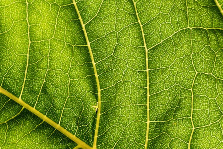 Molecular and applied biotechnology