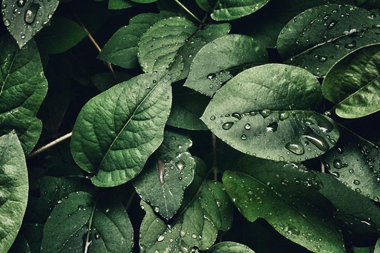 Phytomining and sustainable raw material recovery