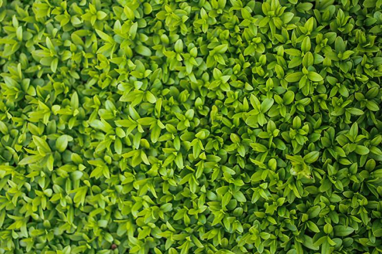 Plants 4 Plants