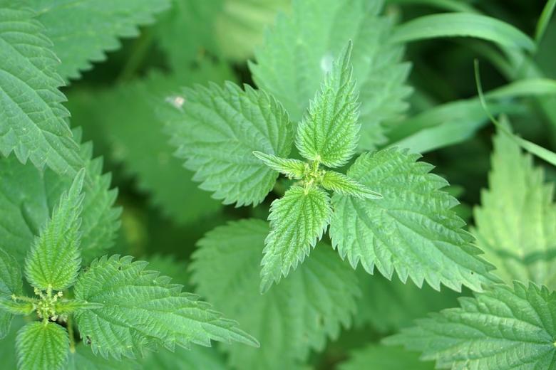 Stinging Nettle