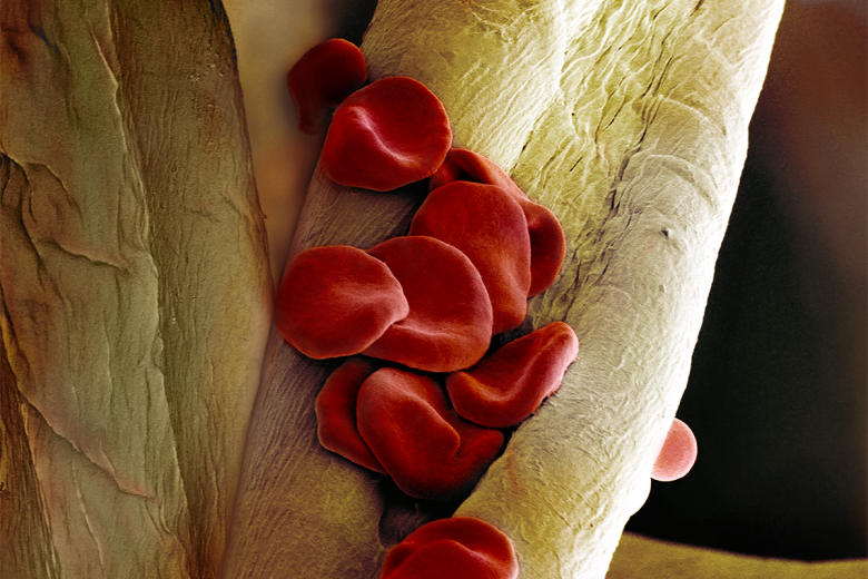 red blood cells in a microscopic image
