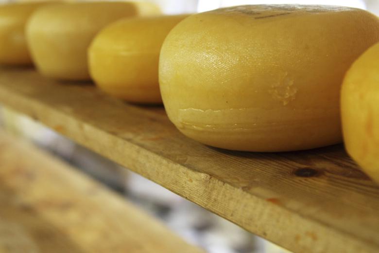 Cheese and milk vitamin b12