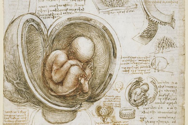 Leonardo da Vinci, study of the foetus in the womb