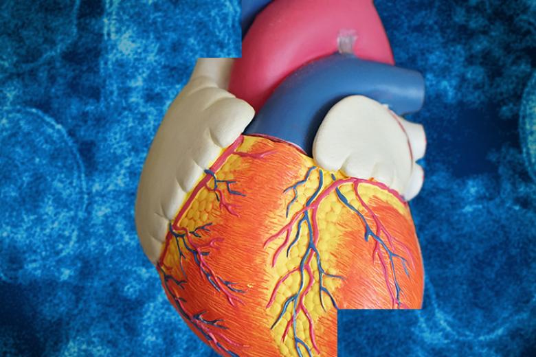 Cardiac regeneration