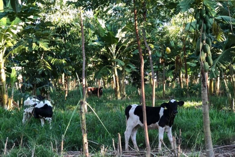 Fig.1: Agroforestry plot with banana and papaya trees and cows. Picture: Mark L. Miller