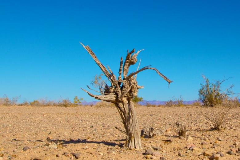 effects of climate change