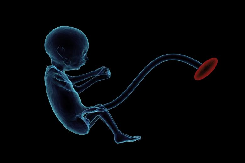 Embryo blog IGIR  LBM_MLR