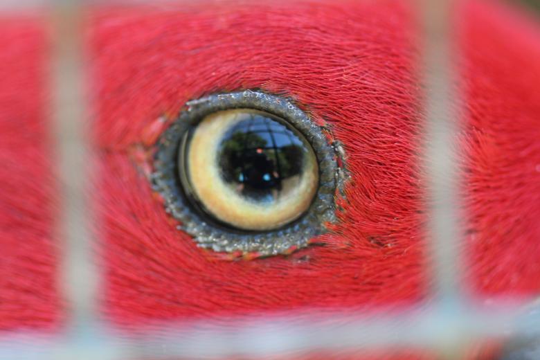 eye_of_female_eclectus_parrot_seen_through_wire_mesh_LBM