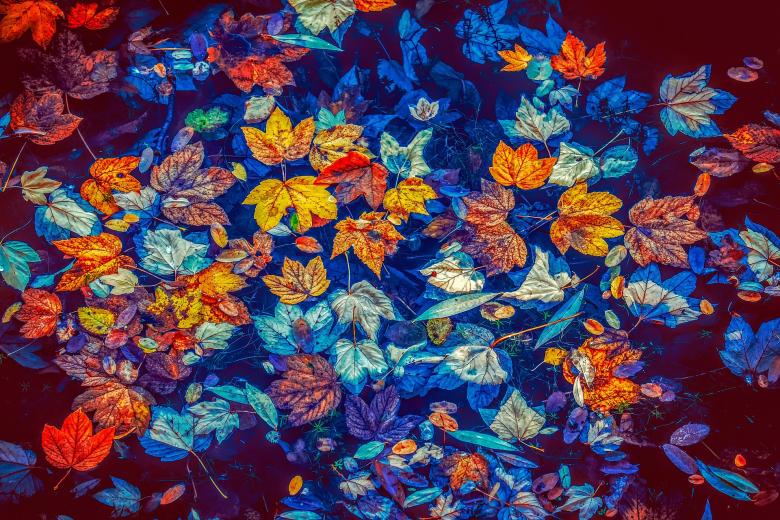 Fall-leaves blog Paolo Balboni