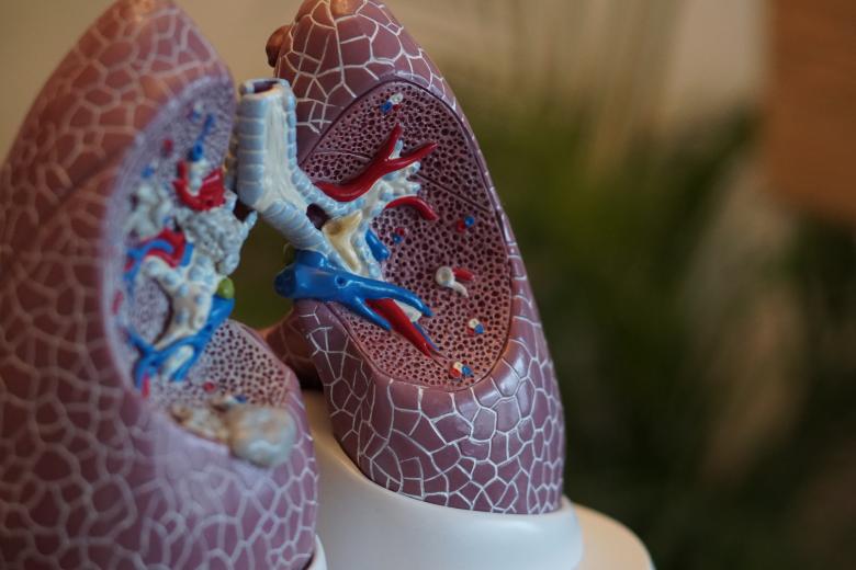 Model of lungs
