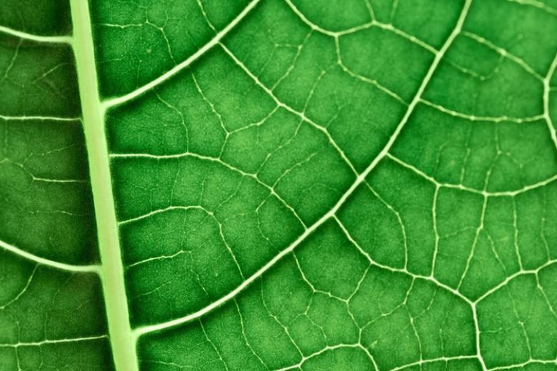 Biobased Materials