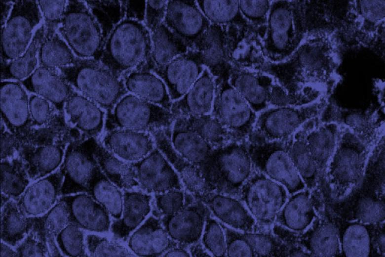 MaCSBio