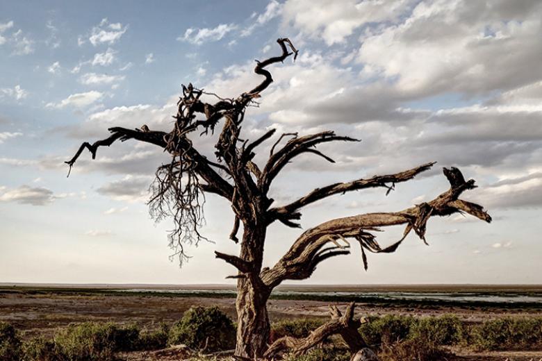Global Tree Assessment