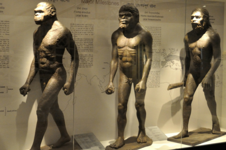 Human genus