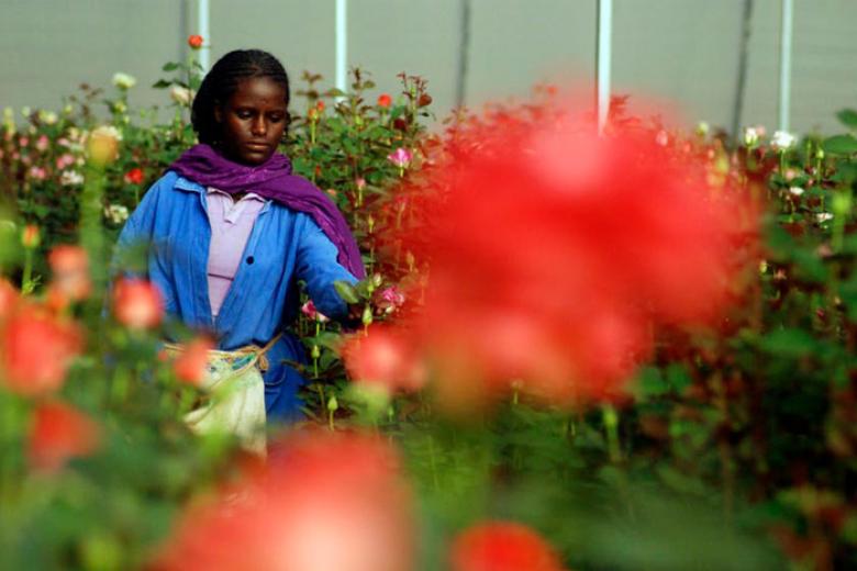 Woman harvests roses at a flower farm in Ethiopia