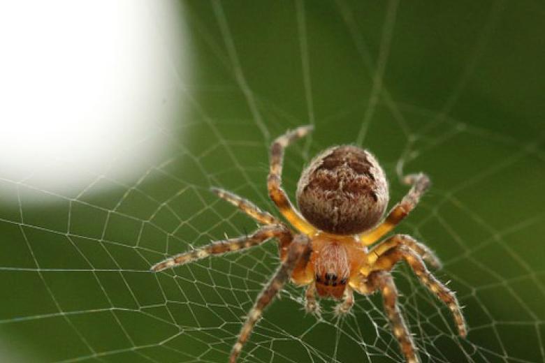 Arachnophobia research