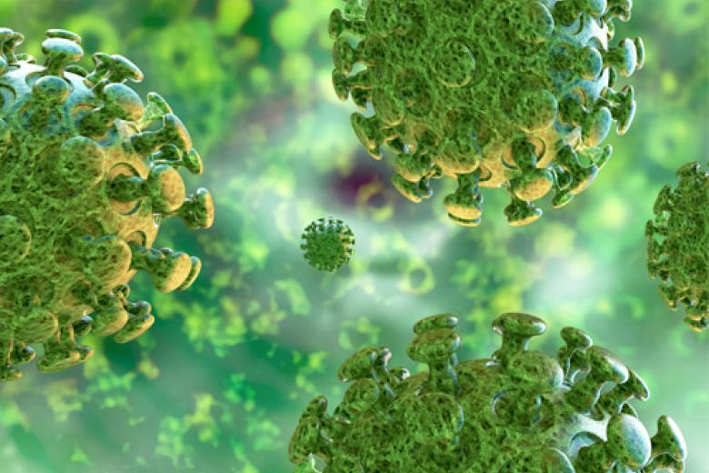 Corona virus