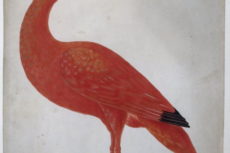 ibis