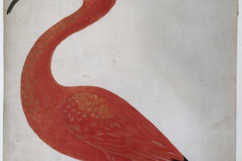 Ibis Merian