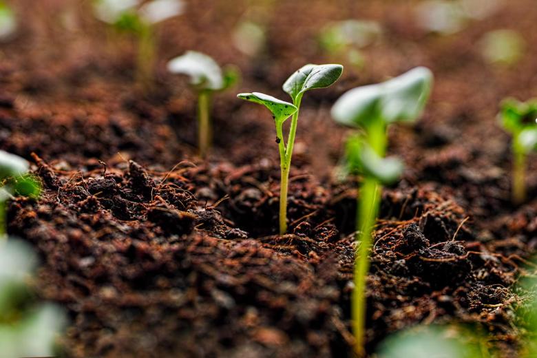 Seed Money Grants