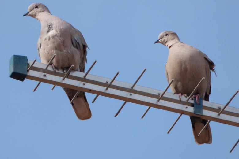 law bloges_haatimam_turtledoves