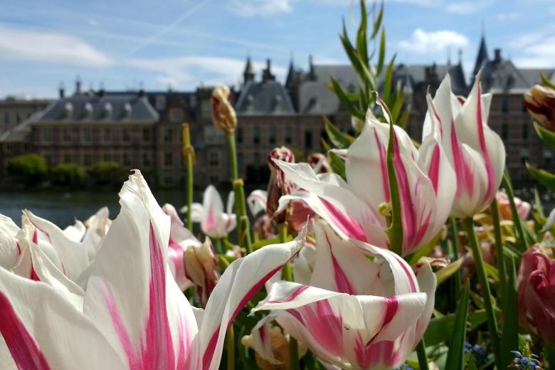 law_binnenhof_blog_bert_van_den_braak