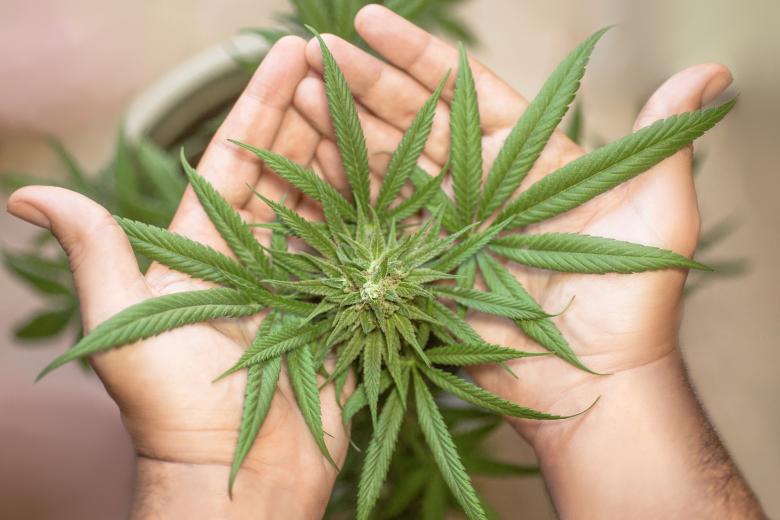 law_blog_robin_hofmann_cannabis_legalisation_in_eu