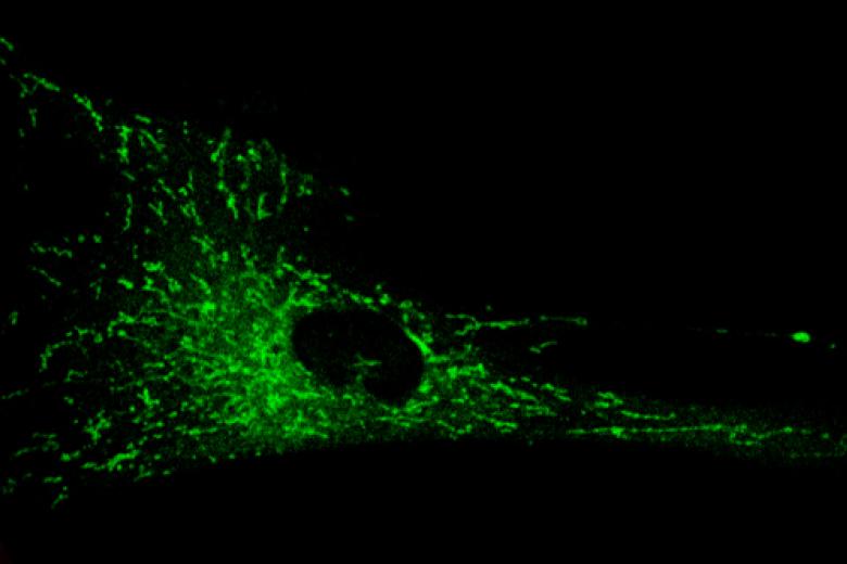 MaCSBio Internship - Mitochondrial