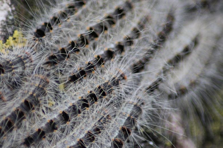 Oak processionary caterpillar