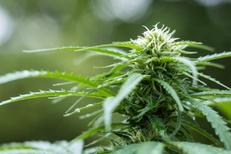 Cannabisplant
