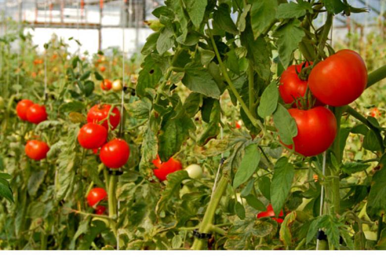 tomatoes