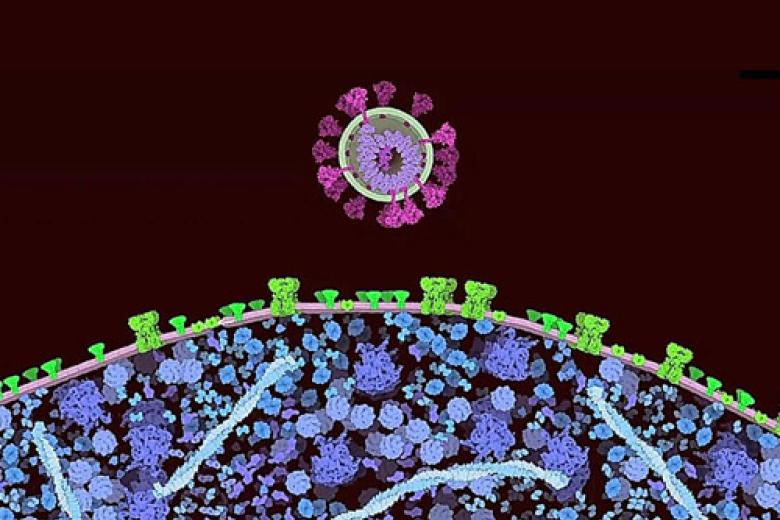 Microscopic image of coronavirus
