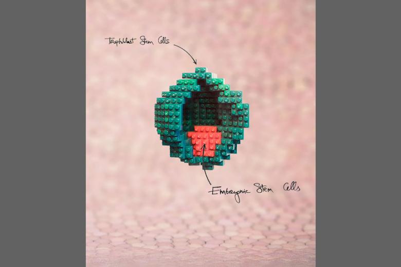 Blastocyst-like structures generated solely from stem cells