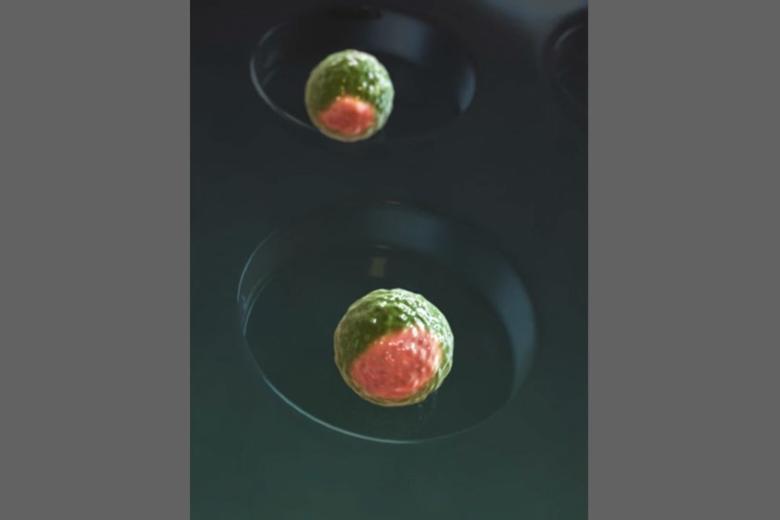 Blastocyst-like structures generated solely from stem cells