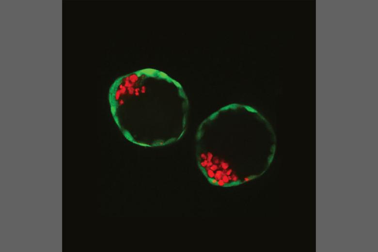 Blastocyst-like structures generated solely from stem cells